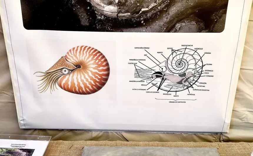 Animales Prehistóricos